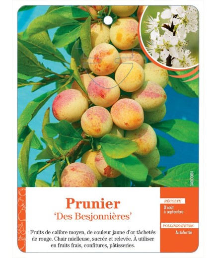 PRUNIER ‘DES BESJONNIÈRES’