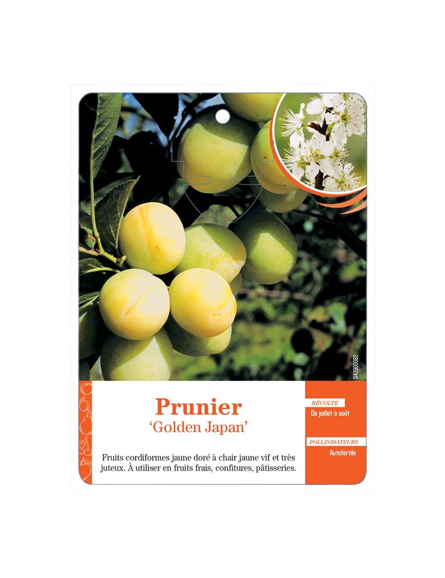 PRUNIER ‘GOLDEN JAPAN’