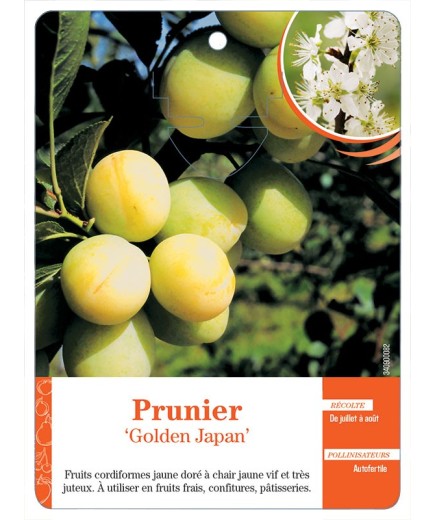 PRUNIER ‘GOLDEN JAPAN’