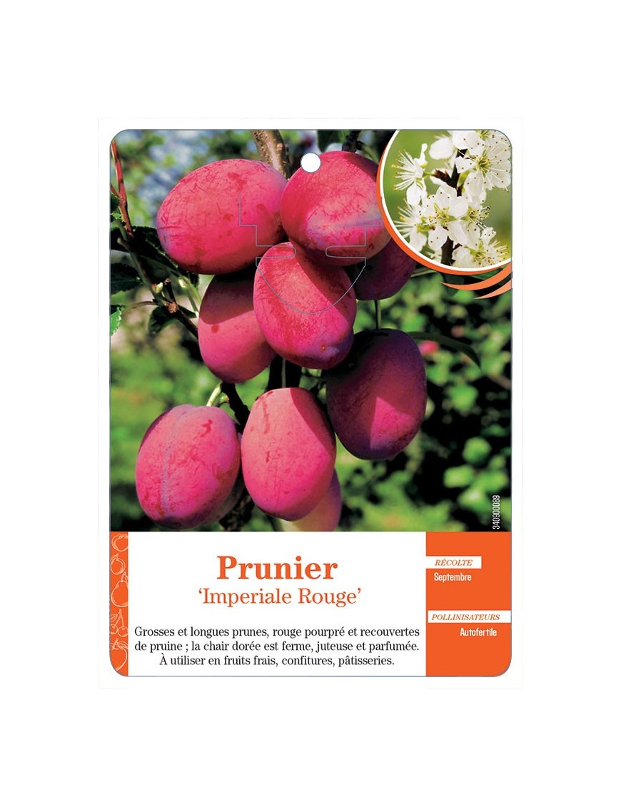 PRUNIER ‘IMPERIALE ROUGE’