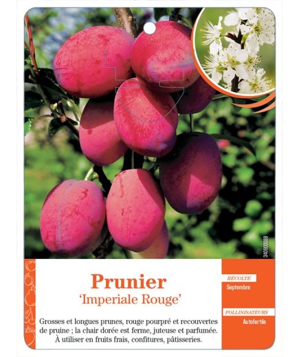 PRUNIER ‘IMPERIALE ROUGE’