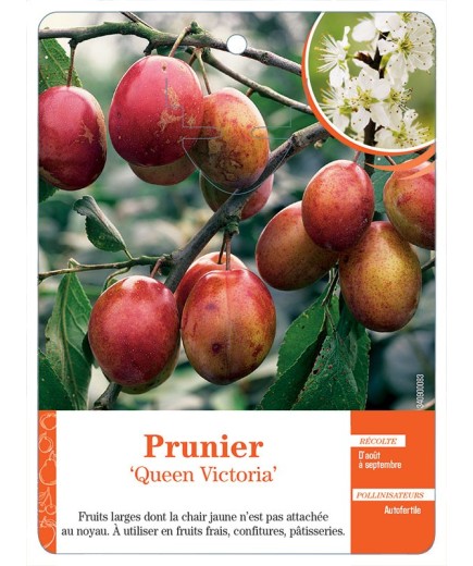 PRUNIER ‘QUEEN VICTORIA’