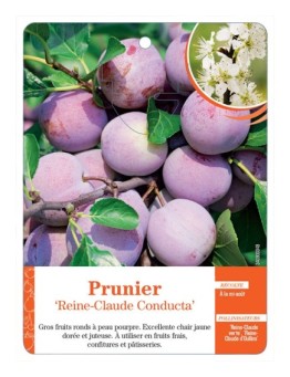 PRUNIER ‘REINE-CLAUDE CONDUCTA’