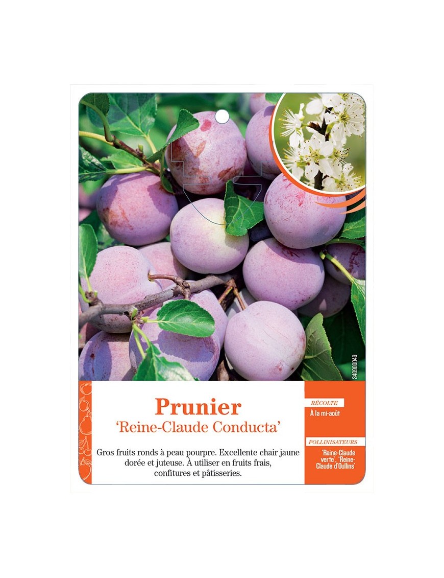 PRUNIER ‘REINE-CLAUDE CONDUCTA’