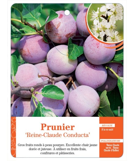 PRUNIER ‘REINE-CLAUDE CONDUCTA’
