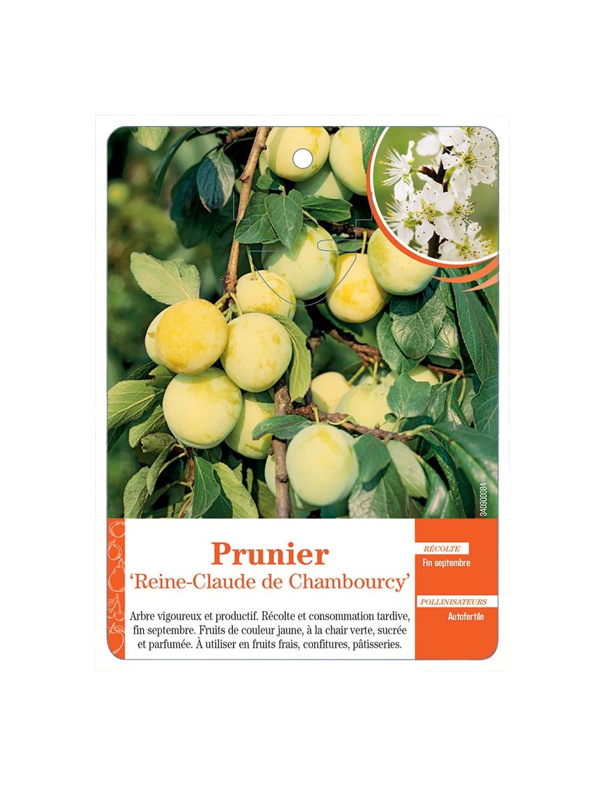 PRUNIER ‘REINE-CLAUDE DE CHAMBOURCY’