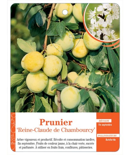PRUNIER ‘REINE-CLAUDE DE CHAMBOURCY’