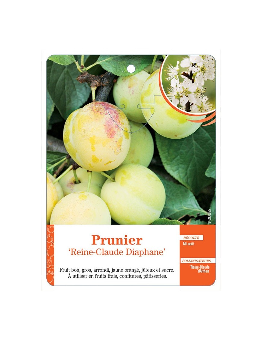 PRUNIER ‘REINE-CLAUDE DIAPHANE’