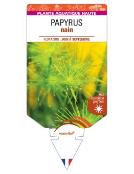CYPERUS prolifer voir Papyrus nain