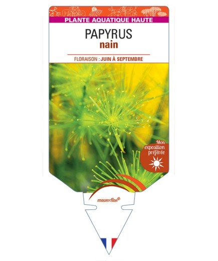 CYPERUS prolifer voir Papyrus nain