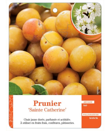 PRUNIER ‘SAINTE CATHERINE’