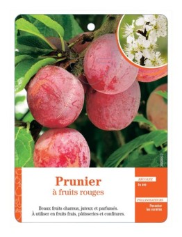 PRUNIER À FRUITS ROUGES