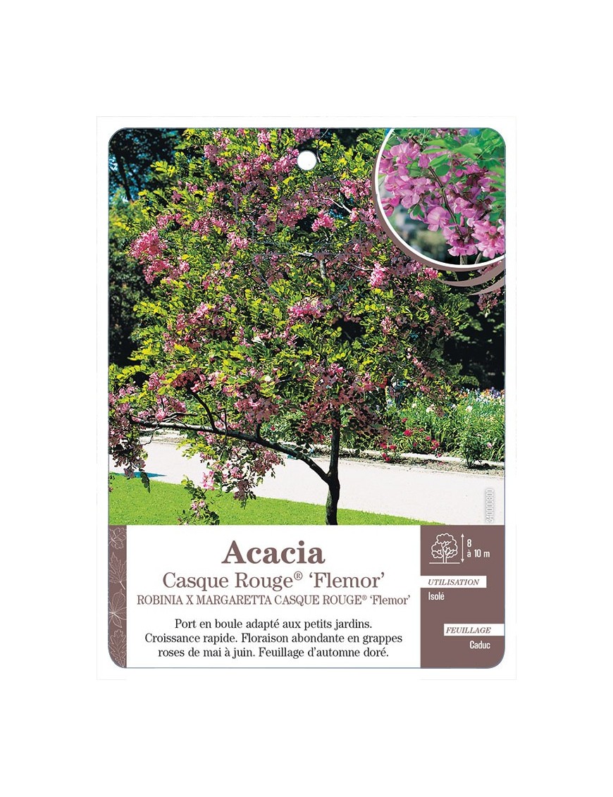 ACACIA ‘CASQUE ROUGE’