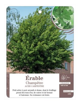 ACER CAMPESTRIS VOIR ÉRABLE CHAMPÊTRE