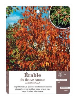 ACER GINNALA VOIR ÉRABLE DU FLEUVE AMOUR
