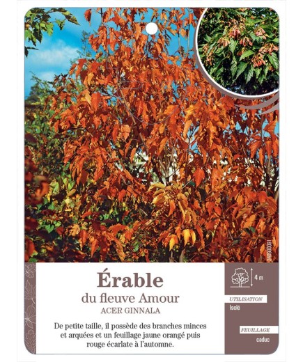 ACER GINNALA VOIR ÉRABLE DU FLEUVE AMOUR