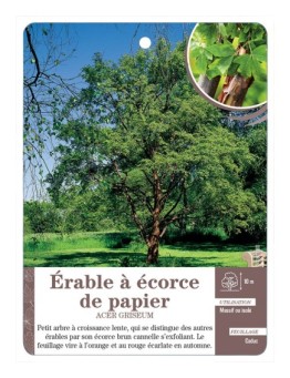 ACER GRISEUM VOIR ÉRABLE À ÉCORCE DE PAPIER