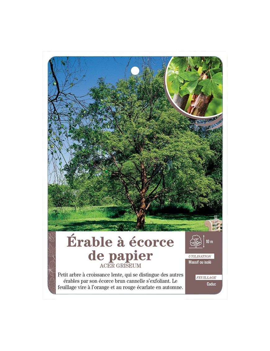 ACER GRISEUM VOIR ÉRABLE À ÉCORCE DE PAPIER