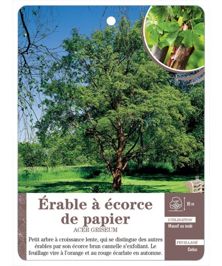 ACER GRISEUM VOIR ÉRABLE À ÉCORCE DE PAPIER