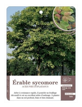 ACER PSEUDOPLATANUS VOIR ÉRABLE SYCOMORE