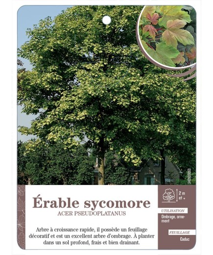 ACER PSEUDOPLATANUS VOIR ÉRABLE SYCOMORE