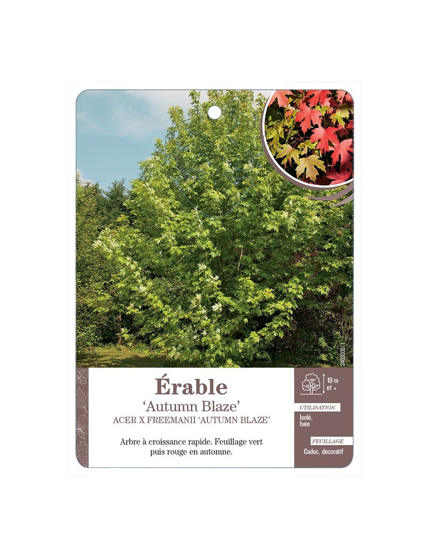 ACER X FREEMANII AUTUMN BLAZE VOIR ÉRABLE