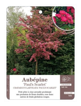 AUBÉPINE PAUL’S SCARLET CRATAEGUS LAEVIGATA