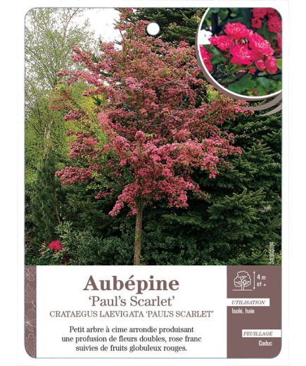 AUBÉPINE PAUL’S SCARLET CRATAEGUS LAEVIGATA