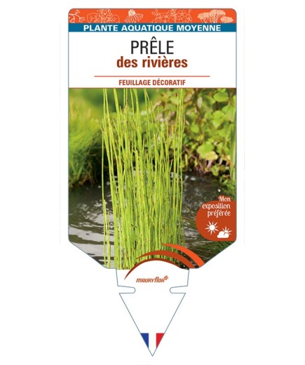 EQUISETUM fluviatile voir Prêle des Rivières