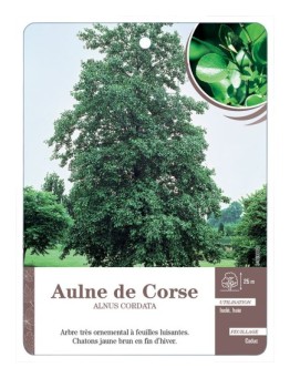 ALNUS CORDATA VOIR AULNE DE CORSE