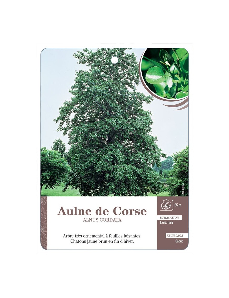ALNUS CORDATA VOIR AULNE DE CORSE