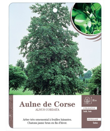 ALNUS CORDATA VOIR AULNE DE CORSE