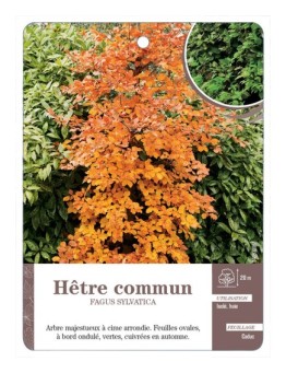FAGUS SYLVATICA VOIR HÊTRE COMMUN