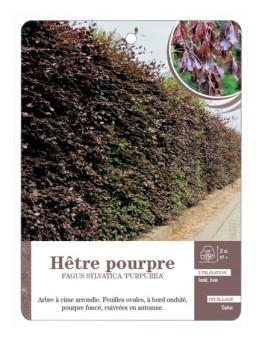 FAGUS SYLVATICA PURPUREA VOIR HÊTRE POURPRE