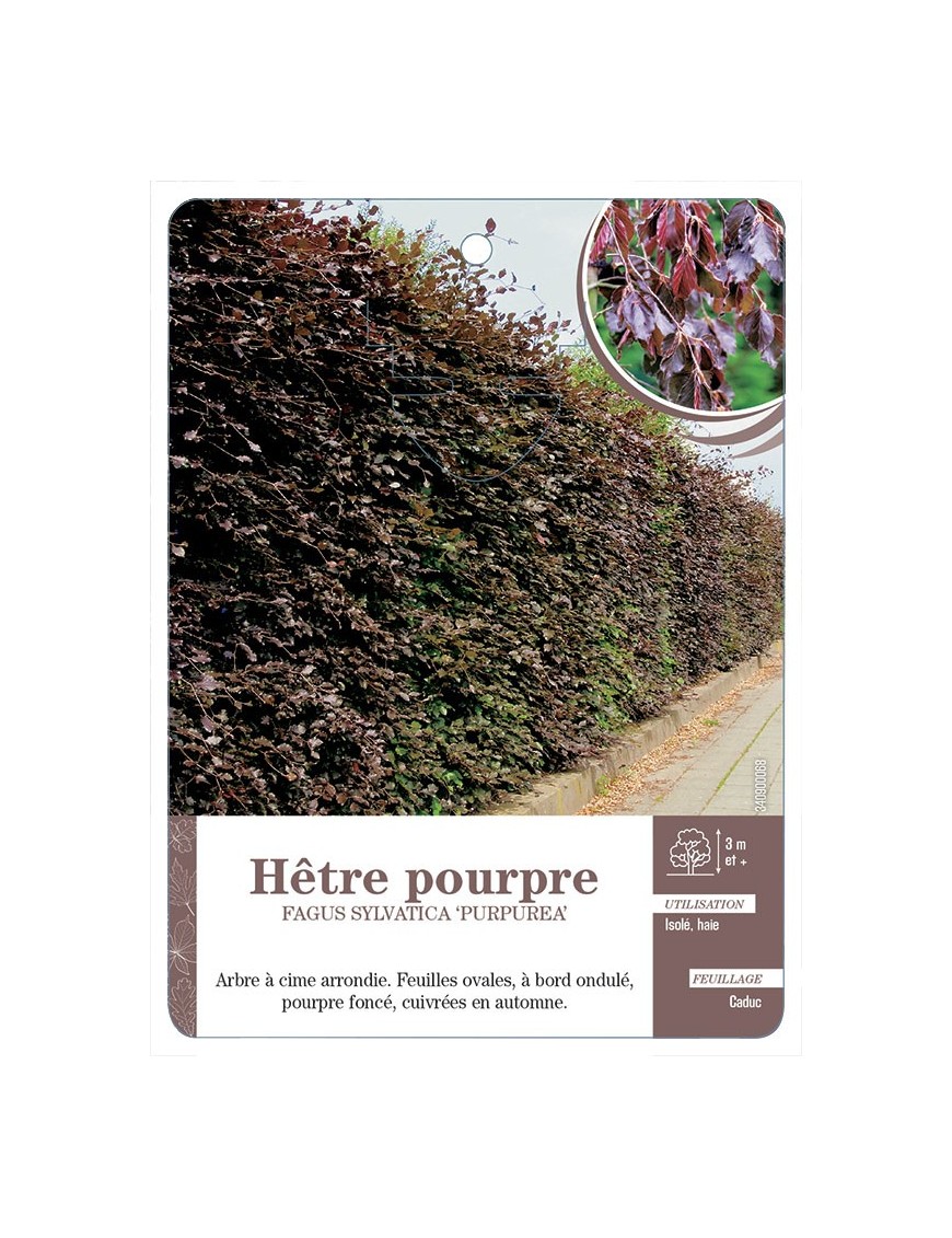 FAGUS SYLVATICA PURPUREA VOIR HÊTRE POURPRE
