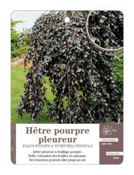 FAGUS SYLVATICA PURPUREA PENDULA VOIR HÊTRE POURPRE PLEUREUR