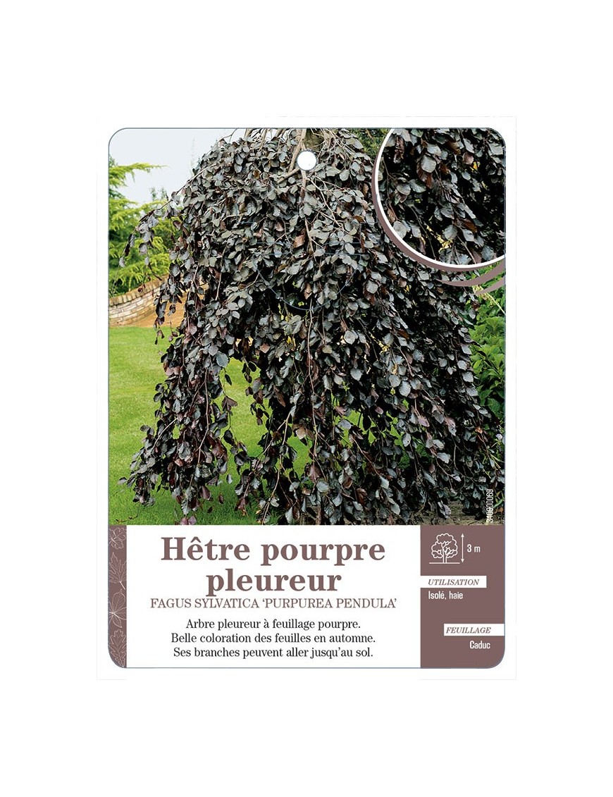 FAGUS SYLVATICA PURPUREA PENDULA VOIR HÊTRE POURPRE PLEUREUR