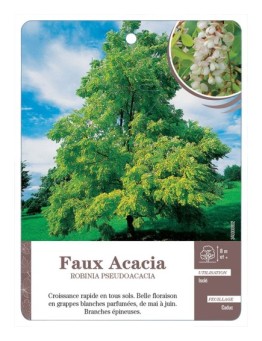 FAUX ACACIA