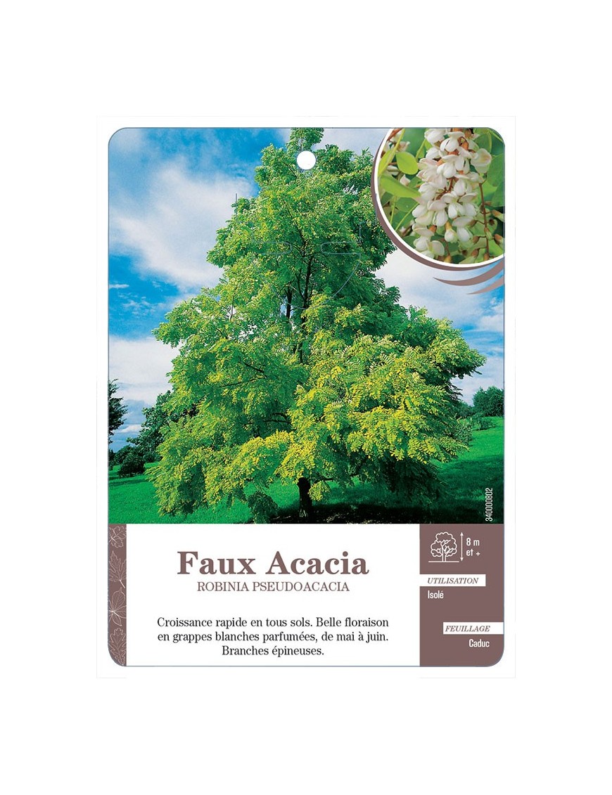 FAUX ACACIA