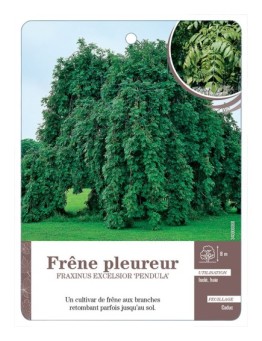 FRAXINUS EXCELSIOR PENDULA VOIR FRÊNE PLEUREUR