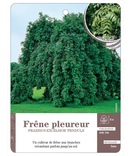 FRAXINUS EXCELSIOR PENDULA VOIR FRÊNE PLEUREUR