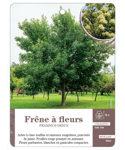 FRAXINUS ORNUS VOIR FRÊNE À FLEURS