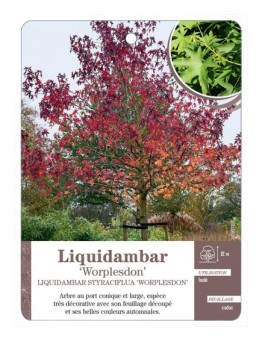 LIQUIDAMBAR STYRACIFLUA WORPLESDON