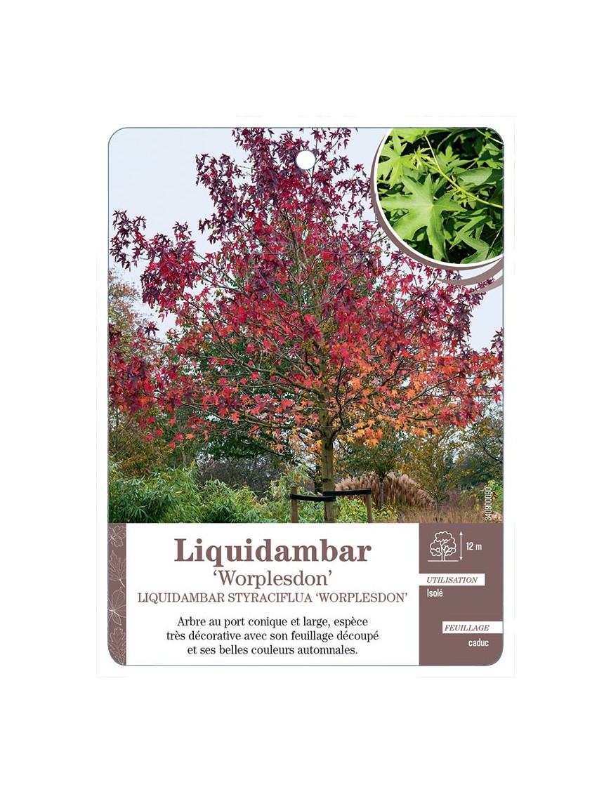LIQUIDAMBAR STYRACIFLUA WORPLESDON