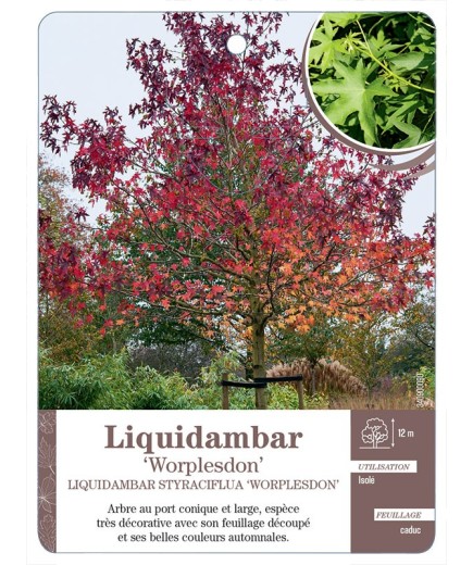 LIQUIDAMBAR STYRACIFLUA WORPLESDON
