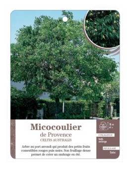 MICOCOULIER DE PROVENCE