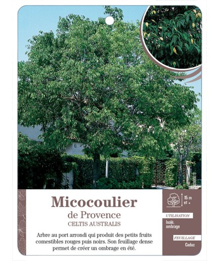 MICOCOULIER DE PROVENCE