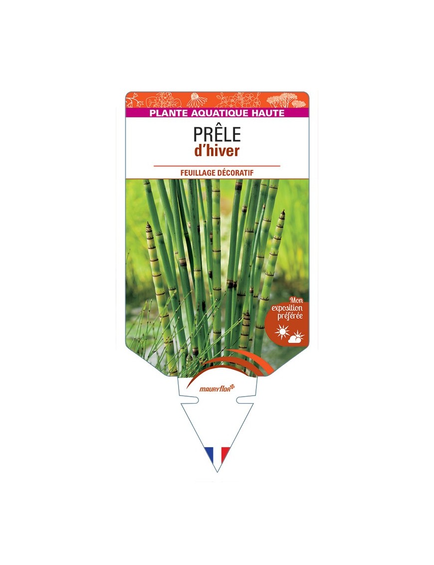 EQUISETUM hyemale voir Prêle d’hiver