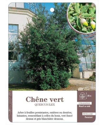 QUERCUS ILEX VOIR CHÊNE VERT