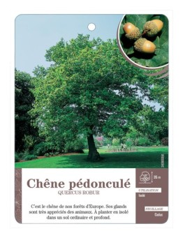 QUERCUS ROBUR VOIR CHÊNE PÉDONCULÉ